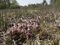 Pedicularis sylvatica 92, Heidekartelblad, Saxifraga-Willem van Kruijsbergen