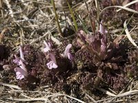 Pedicularis sylvatica 93, Heidekartelblad, Saxifraga-Willem van Kruijsbergen