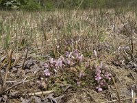 Pedicularis sylvatica 95, Heidekartelblad, Saxifraga-Willem van Kruijsbergen