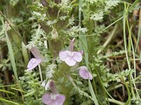 Pedicularis sylvatica ssp sylvatica 103, Heidekartelblad, Saxifraga-Willem van Kruijsbergen