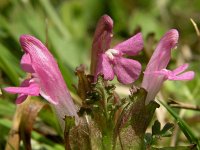 Pedicularis sylvatica 1, Heidekartelblad, Saxifraga-Hans Dekker