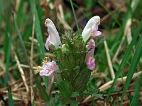 Pedicularis sylvatica 10, Heidekartelblad, Saxifraga-Hans Dekker