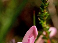 Pedicularis sylvatica 11, Heidekartelblad, Saxifraga-Hans Dekker