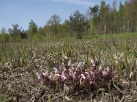 Pedicularis sylvatica 111, Heidekartelblad, Saxifraga-Willem van Kruijsbergen