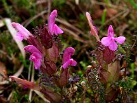 Pedicularis sylvatica 12, Heidekartelblad, Saxifraga-Hans Dekker