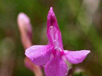 Pedicularis sylvatica 13, Heidekartelblad, Saxifraga-Hans Dekker