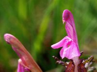 Pedicularis sylvatica 14, Heidekartelblad, Saxifraga-Hans Dekker