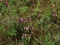 Pedicularis sylvatica 15, Heidekartelblad, Saxifraga-Hans Boll