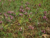 Pedicularis sylvatica 16, Heidekartelblad, Saxifraga-Hans Boll