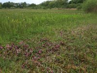 Pedicularis sylvatica 17, Heidekartelblad, Saxifraga-Hans Boll