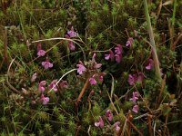 Pedicularis sylvatica 18, Heidekartelblad, Saxifraga-Hans Boll