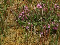 Pedicularis sylvatica 19, Heidekartelblad, Saxifraga-Hans Boll