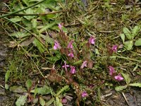 Pedicularis sylvatica 2, Heidekartelblad, Saxifraga-Hans Boll