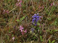 Pedicularis sylvatica 22, Heidekartelblad, Saxifraga-Hans Boll