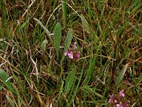 Pedicularis sylvatica 23, Heidekartelblad, Saxifraga-Hans Boll