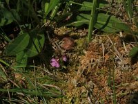 Pedicularis sylvatica 24, Heidekartelblad, Saxifraga-Hans Boll