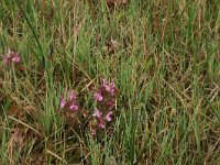 Pedicularis sylvatica 27, Heidekartelblad, Saxifraga-Hans Boll