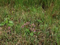 Pedicularis sylvatica 28, Heidekartelblad, Saxifraga-Hans Boll