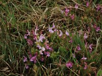 Pedicularis sylvatica 29, Heidekartelblad, Saxifraga-Hans Boll