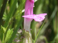 Pedicularis sylvatica 3, Heidekartelblad, Saxifraga-Rutger Barendse