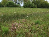 Pedicularis sylvatica 30, Heidekartelblad, Saxifraga-Hans Boll