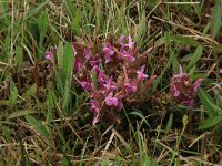 Pedicularis sylvatica 31, Heidekartelblad, Saxifraga-Hans Boll