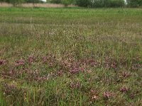 Pedicularis sylvatica 32, Heidekartelblad, Saxifraga-Hans Boll