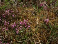 Pedicularis sylvatica 34, Heidekartelblad, Saxifraga-Hans Boll