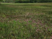 Pedicularis sylvatica 37, Heidekartelblad, Saxifraga-Hans Boll