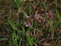 Pedicularis sylvatica 38, Heidekartelblad, Saxifraga-Hans Boll