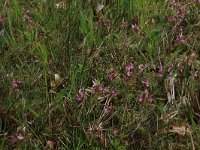 Pedicularis sylvatica 39, Heidekartelblad, Saxifraga-Hans Boll