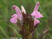 Pedicularis sylvatica 4, Heidekartelblad, Saxifraga-Hans Dekker