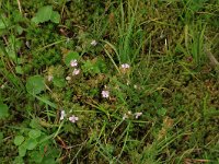 Pedicularis sylvatica 40, Heidekartelblad, Saxifraga-Hans Boll