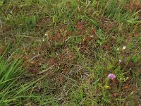 Pedicularis sylvatica 42, Heidekartelblad, Saxifraga-Hans Boll