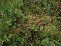 Pedicularis sylvatica 45, Heidekartelblad, Saxifraga-Hans Boll