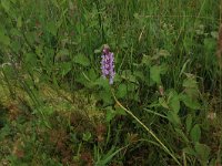 Pedicularis sylvatica 46, Heidekartelblad, Saxifraga-Hans Boll