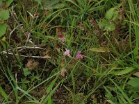 Pedicularis sylvatica 48, Heidekartelblad, Saxifraga-Hans Boll