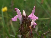 Pedicularis sylvatica 5, Heidekartelblad, Saxifraga-Hans Dekker