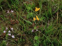 Pedicularis sylvatica 51, Heidekartelblad, Saxifraga-Hans Boll