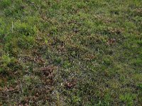 Pedicularis sylvatica 56, Heidekartelblad, Saxifraga-Hans Boll