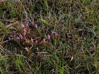 Pedicularis sylvatica 57, Heidekartelblad, Saxifraga-Hans Boll