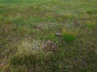 Pedicularis sylvatica 58, Heidekartelblad, Saxifraga-Hans Boll