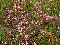 Pedicularis sylvatica 6, Heidekartelblad, Saxifraga-Hans Dekker