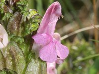 Pedicularis sylvatica 61, Heidekartelblad, Saxifraga-Rutger Barendse