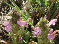 Pedicularis sylvatica 62, Heidekartelblad, Saxifraga-Rutger Barendse