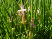 Pedicularis sylvatica 63, Heidekartelblad, Saxifraga-Rutger Barendse