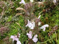 Pedicularis sylvatica 64, Heidekartelblad, Saxifraga-Rutger Barendse