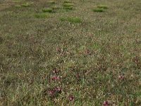 Pedicularis sylvatica 65, Heidekartelblad, Saxifraga-Hans Boll