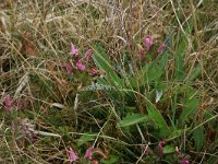 Pedicularis sylvatica 66, Heidekartelblad, Saxifraga-Hans Boll