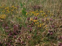 Pedicularis sylvatica 67, Heidekartelblad, Saxifraga-Hans Boll